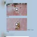 히비스독 네이버블로그