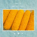 신북농협 | 올여름 제철 간식 추천! 영암 초당옥수수 삶는법부터 후기까지 완전 정리