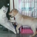 개와 고양이 이미지