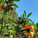 제성농장 이미지