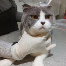 예뻐질고양 이미지