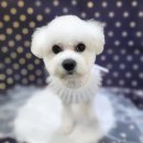 다이아몽 이미지