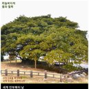 12월 9일. 한국의 탄생화와 부부 사랑 / 후박나무와 그의 친구들 이미지