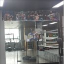 고릴라 복싱 이미지