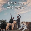 8월의 강아지 | 백두대간 마산봉 강아지와 8월 백패킹 주차장, 코스, 날씨 후기