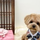 선사애견 이미지