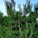 좋은소나무 이미지