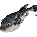 명가복어 이미지