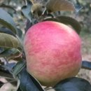 박달재농원 이미지