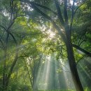 Sunlit Glades 이미지