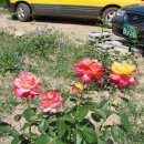 원정농장 이미지