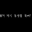 돼지의꿈