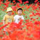 꽃그리고 이미지