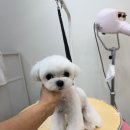 도그 살롱초코 이미지