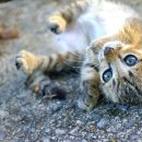 민락동물병원 이미지