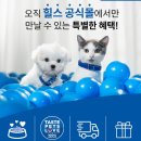 털뭉치 | 힐스 고양이사료 유리너리 헤어볼 컨트롤 후기 | 털뭉치 토함 완전 해결! 3주 사용 실제 효과