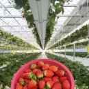 영원농장 이미지