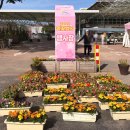 플라워&홈가드닝 | 고양 꽃박람회 다녀왔다면 필수 코스! 한국화훼농협 케이플라워마트 대화점 봄꽃행사 구입후기