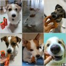 D00374 | [2차 공구]우리 갱얼쥐 맑은 눈동자를 위한, 하루 한번 "당그니"+ 최저가 공구