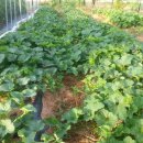 성환농장 이미지