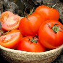 토마토2 이미지