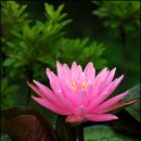 자연누리 이미지