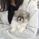 꽃강아지 이미지