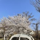 산내별빛오토캠핑장 | 캠핑일기 01 산내별빛오토캠핑장 내돈내산 솔직후기/벚꽃캠핑/사이트 정보