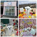 멍멍이 미용실 이미지