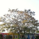 퐁낭아래 이미지