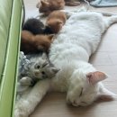 그루밍캐터리 | 메인쿤고양이가정분양 부모묘 확인 100% 가능한 건강한 가정묘 만나보세요!