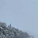 그림자호수 | 삿포로 Day 2 비에이투어 흰그림자투어 후기, 청의호수, 탁신관, 크리스마스트리, 닝구르테라스