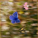 나비꿈 해몽/ 나비가 날아드는 꿈 사례별 일괄 풀이 이미지