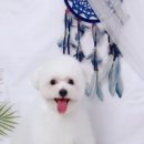 다온펫# 이미지