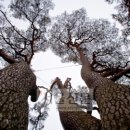 상주 상현리 반송 이미지