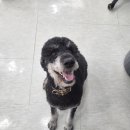 도도애견샵 이미지