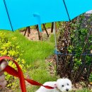 퍼피 바잇(PUPPY BITE) | 실외배변 강아지 비오는날 산책,애견 우비 고르는 법(강아지 우비 종류,장단점)