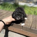 우리펫 강아지분양 성동구점 | 땀과 열정으로! 왕십리강아지분양, 요미펫에서 인생 반려견 만났어요!