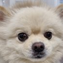 안동동물의료센터 이미지