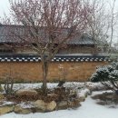 봉화강아지마을 티스토리
