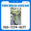 순이네농장 이미지