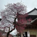 매화꽃필무렵 민박 | 2026 봄꽃 개화 시기 : 구례 산수유마을 &amp; 화엄사 홍매화 &amp; 광양 매화마을 당일치기 총정리