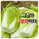 배추가 보약이다🥬 이미지