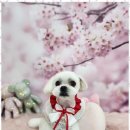 예쁘개 반려견미용샵 이미지