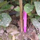 아원농장 이미지