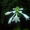 8월 22일의 꽃은 '옥잠화(Fragrant plantain lily)' 이미지