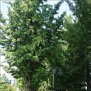 가호리 고인돌 이미지