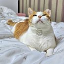 1공단로-14 | [내돈내산] 고양이 알레르기에 효과있는 오르카홈 알러지 케어 이불 후기