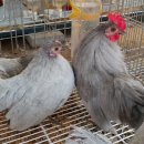 게임잉글리쉬 이미지