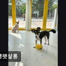오댕펫살롱